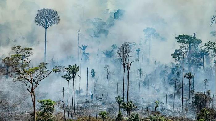 生态文明教育 | 亚马逊森林大火背后的环境教育分析